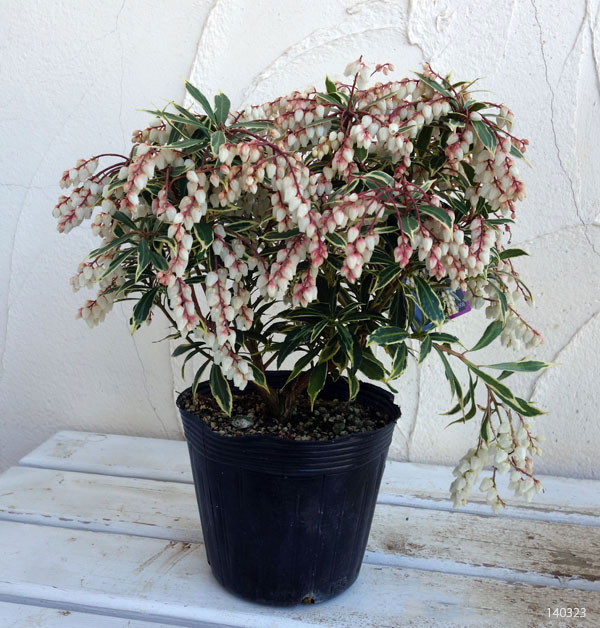 園芸ネット本店｜アセビ（馬酔木・アシビ）：斑入り白花（ホワイトリム