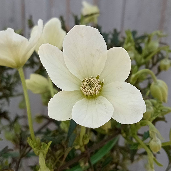 園芸ネット本店｜クレマチス：カルトマニージョー5号鉢植え の通販【公式】