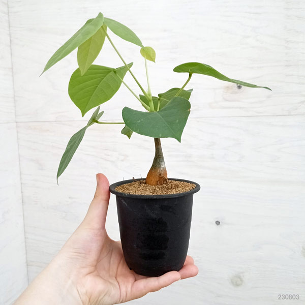 園芸ネット本店｜プセウドボンバックス：エリプチクム 3号鉢植え の