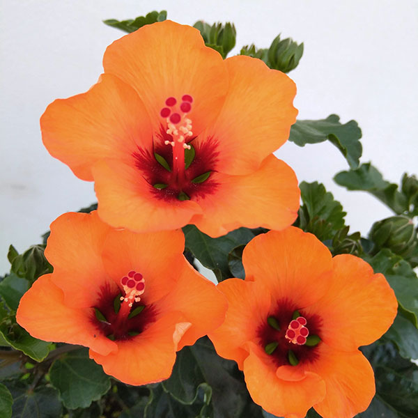 園芸ネット本店｜ハイビスカス：プチオレンジ 3.5号ポット の通販【公式】