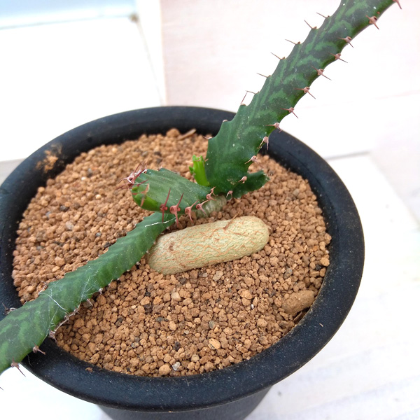 園芸ネット本店｜ユーフォルビア：ステラータ 飛竜 3号 の通販【公式】