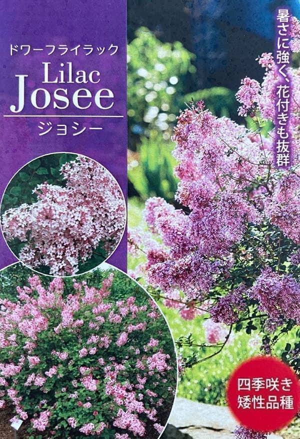 園芸ネット本店｜ヒメライラック（わい性ライラック）：ジョシー3.5号