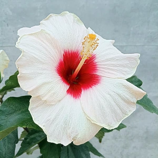 園芸ネット本店｜ハイビスカス（ニューロングライフ）：アドニス