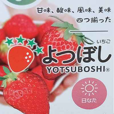 園芸ネット本店｜[26年3月中下旬予約]めちゃラク！(R)いちご栽培セット