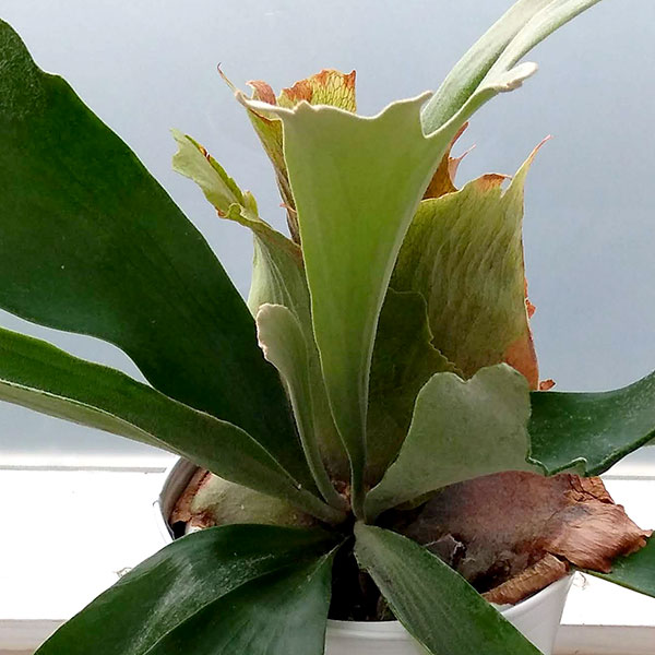 園芸ネット本店｜[送料無料][2024年 父の日ギフト][予約]ビカクシダ