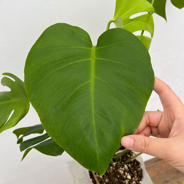 園芸ネット本店｜モンステラ：イエローモンスター 5号鉢植え22-01 の