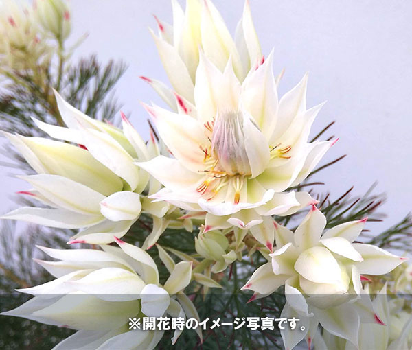 園芸ネット本店｜[ザ・ファームセレクト]セルリア（ジョーイセルリア