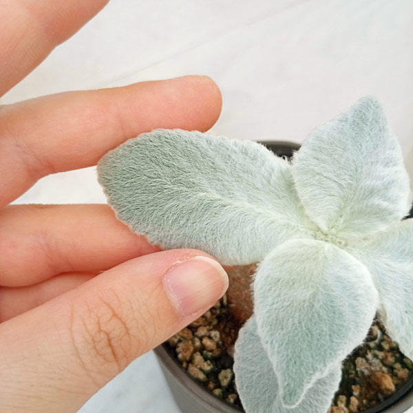 園芸ネット本店｜シンニンギア：レウコトリカ（断崖の女王）3.5号鉢