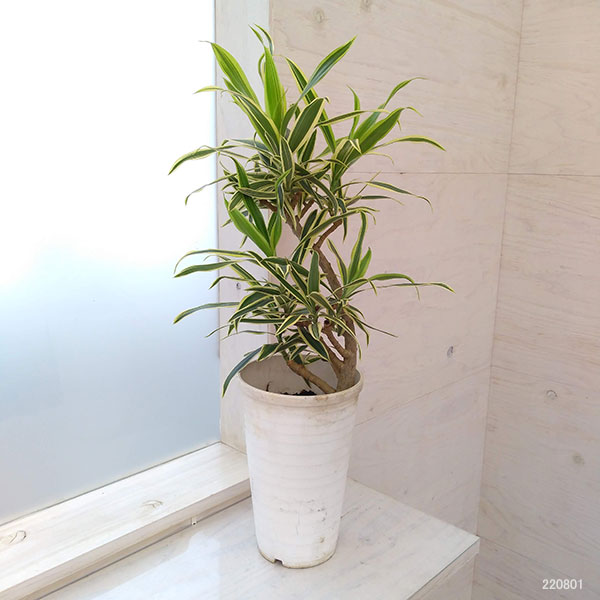 園芸ネット本店｜ドラセナ：グリーンソング オキナワ 6号鉢植え の通販