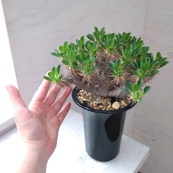 園芸ネット本店｜[ザ・ファームセレクト]ユーフォルビア