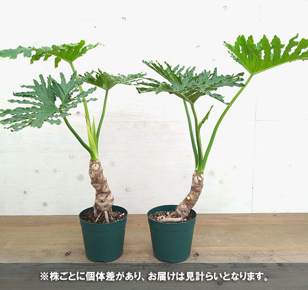 園芸ネット本店｜フィロデンドロン：セローム（幹立ち）6号鉢植え の