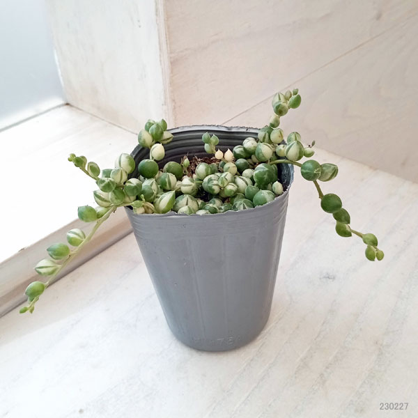 園芸ネット本店｜マーブルネックレス 2.5号 の通販【公式】