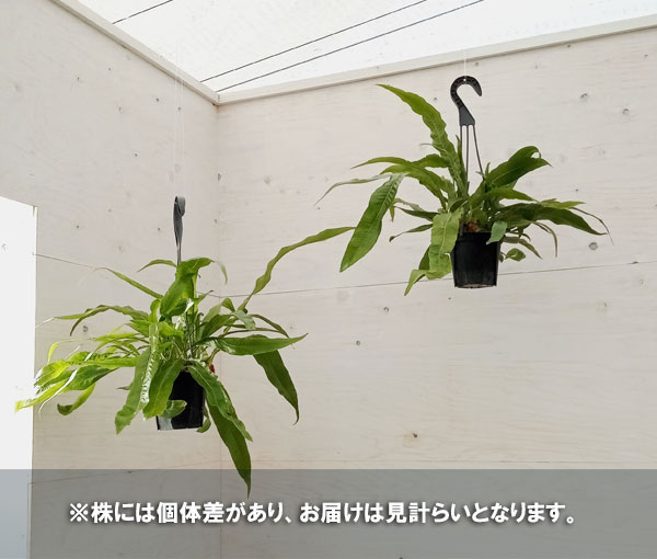 園芸ネット本店｜アグラオモルファ：コロナンス(カザリシダ) 4号吊り鉢