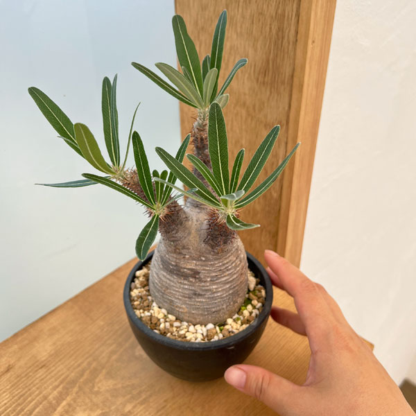 園芸ネット本店｜パキポディウム：グラキリス3.5号23-02 の通販【公式】