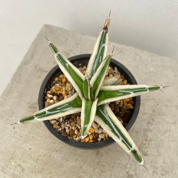 園芸ネット本店｜（わけあり特価）アガベ：氷山（ビクトリアレギナエ