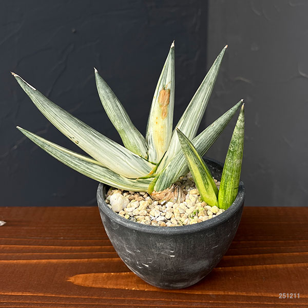 園芸ネット本店｜（わけあり特価）サンセベリア：ボンセレンシス