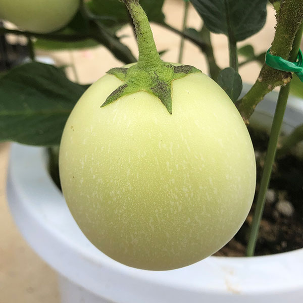 園芸ネット本店｜ペピーノ実付き6号鉢植え* の通販【公式】