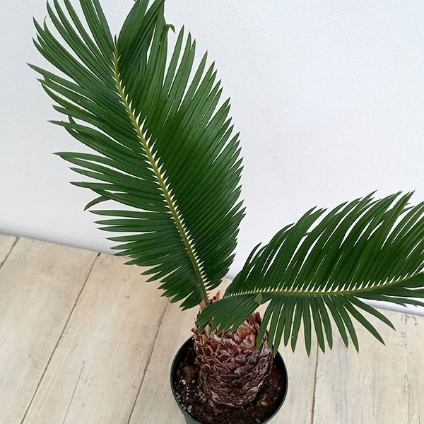 園芸ネット本店｜ソテツ（蘇鉄）3.5号 の通販【公式】