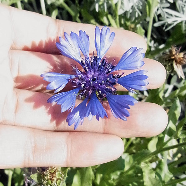 園芸ネット本店｜セントーレア（矢車菊）：ブルーカーペット3号ポット2