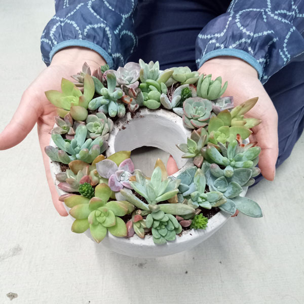 園芸ネット本店｜多肉植物のセメントリース寄せ植えセットM の通販【公式】