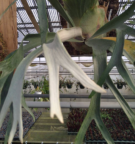 園芸ネット本店｜ビカクシダ（コウモリラン）：ホワイトホーク4号