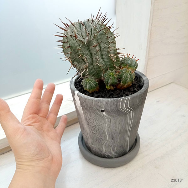 園芸ネット本店｜ユーフォルビア・ホリダ（古株） 3.5号陶器鉢 の通販