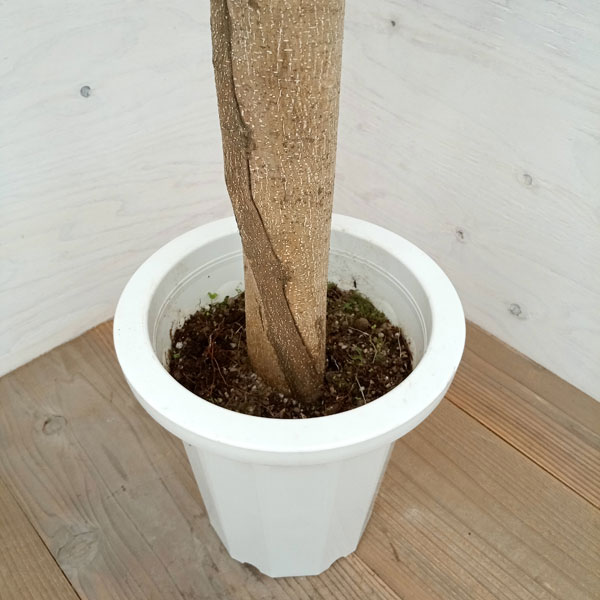 園芸ネット本店｜ガジュマル：パンダガジュマル 8号鉢植え** の通販