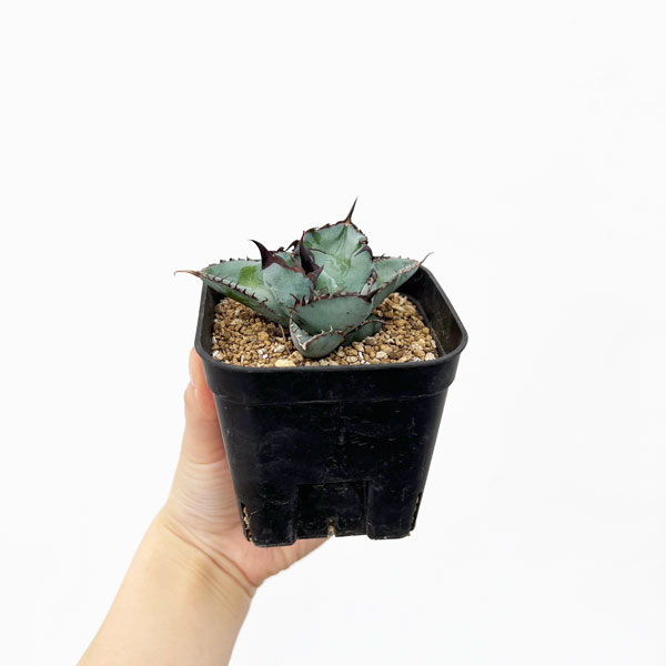 園芸ネット本店｜アガベ：チタノタ ブラック ＆ ブルー タワータイプ