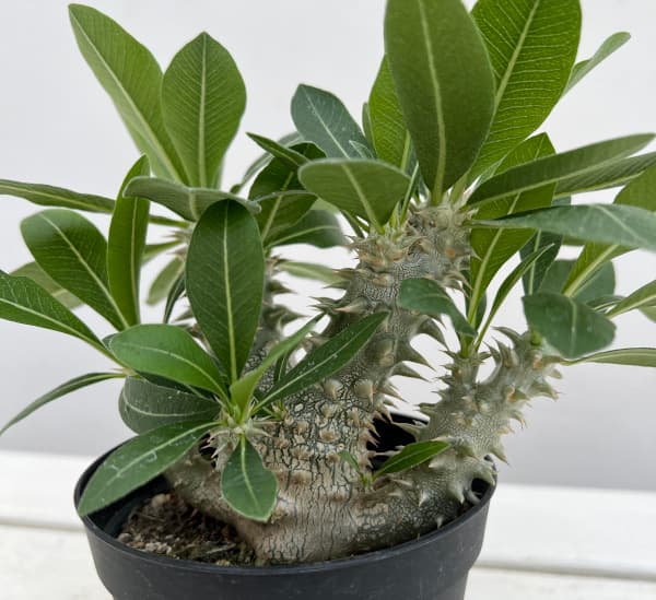 園芸ネット本店｜パキポディウム： 恵比寿大黒 実生株セレクト 3.5号23