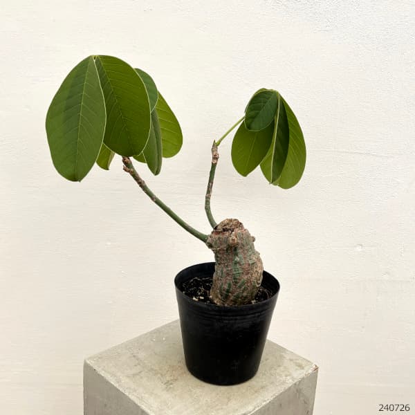 園芸ネット本店｜プセウドボンバックス：エリプチクム 5号鉢植え23-08