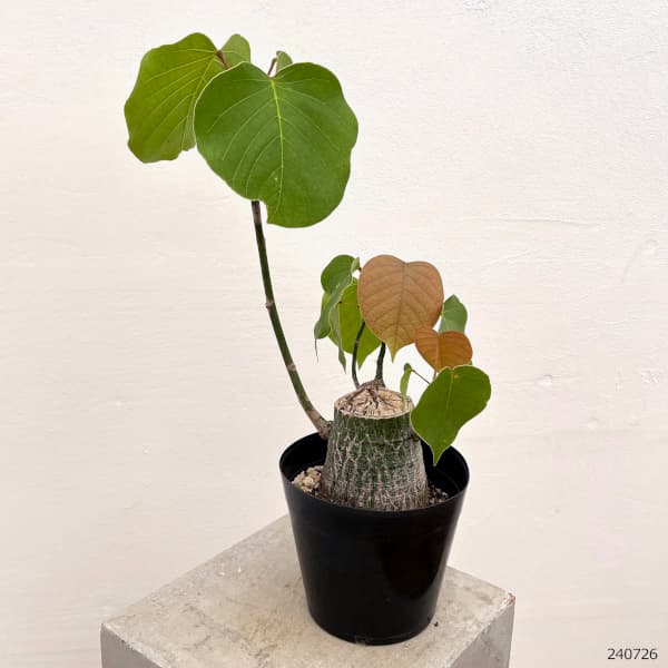 園芸ネット本店｜プセウドボンバックス：エリプチクム 5号鉢植え23-10