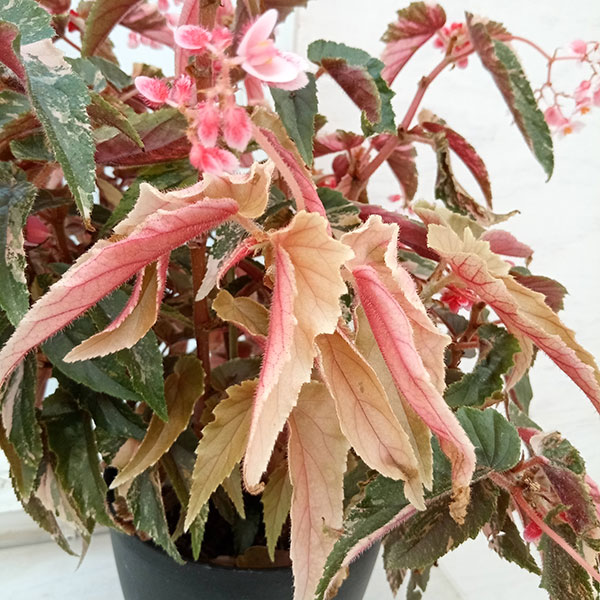 園芸ネット本店｜木立ベゴニア：ジニー銀河（斑入り葉）6号鉢植え の