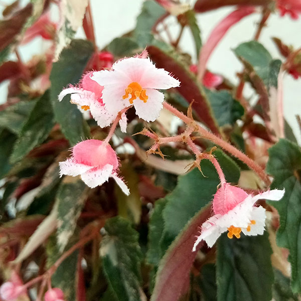 園芸ネット本店｜木立ベゴニア：ジニー銀河（斑入り葉）6号鉢植え の