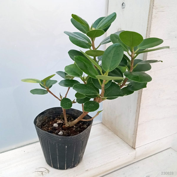 園芸ネット本店｜パンダガジュマル 3.5号ポット の通販【公式】