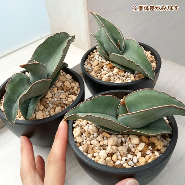 園芸ネット本店｜サンセベリア：エレンベルギー バナナ 3.5号鉢植え の