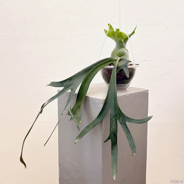 園芸ネット本店｜ビカクシダ：ミックススポア（willinckii Paul Webber