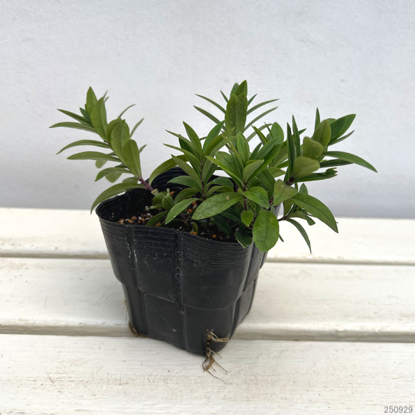 園芸ネット本店｜フロックス：ディバリカタ メイブリーズ（ハナシノブ