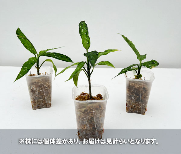 園芸ネット本店｜アグラオネマ：ピクタム アチェナローフォーム 3.5号