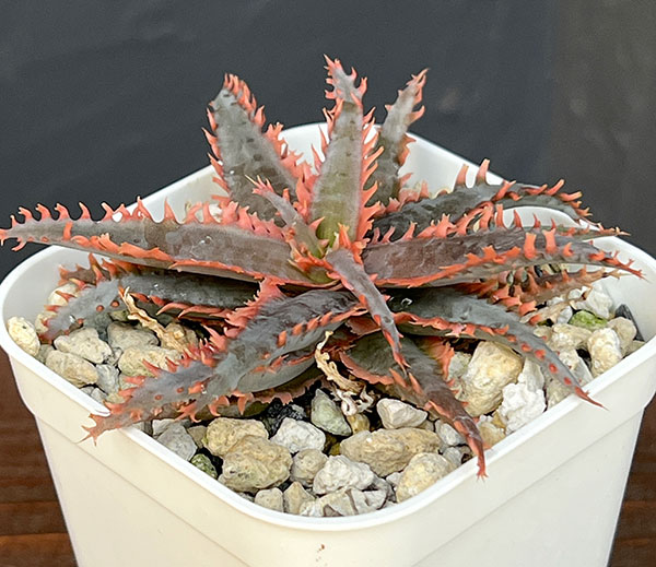 園芸ネット本店｜[ザ・ファームセレクト]アロエ：カスティロニアエ