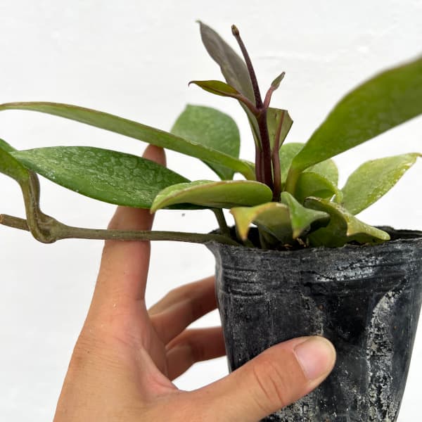 園芸ネット本店｜ホヤ：プビカリックス ロイヤルハワイアンパープル3号