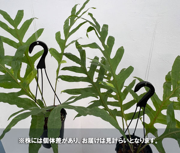 園芸ネット本店｜ドリナリア クエルシフォリア（斑入り） 5号吊り鉢