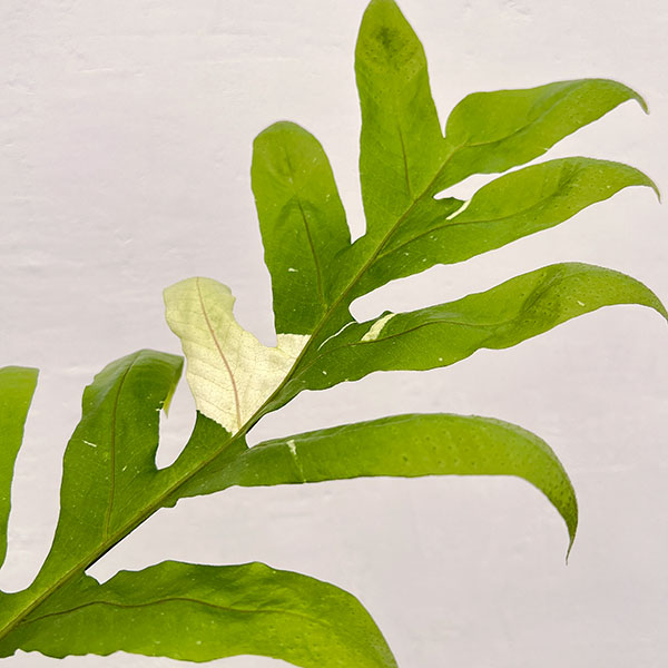 園芸ネット本店｜ドリナリア クエルシフォリア（斑入り） 5号吊り鉢