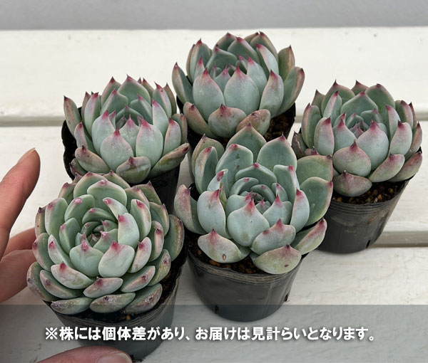 園芸ネット本店｜エケベリア：桃太郎（モモタロウ） 2号ポット の通販