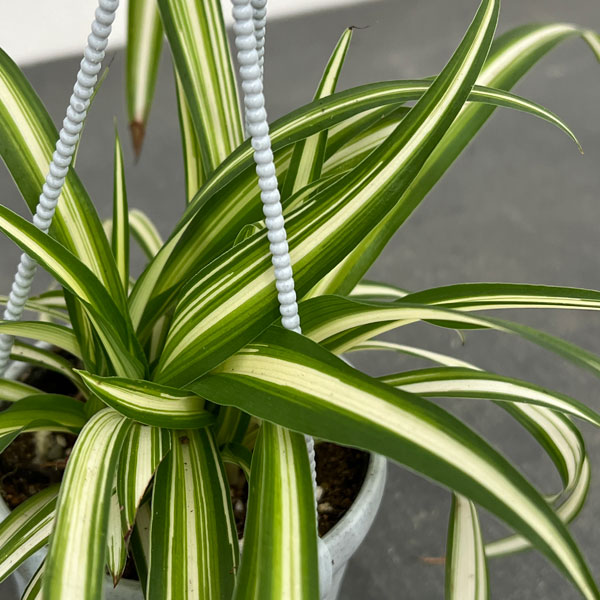 園芸ネット本店｜オリヅルラン：中白斑入り 3号吊り鉢 の通販【公式】