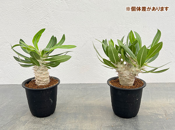 園芸ネット本店｜パキポディウム：デンシフローラム 3号鉢植え* の通販