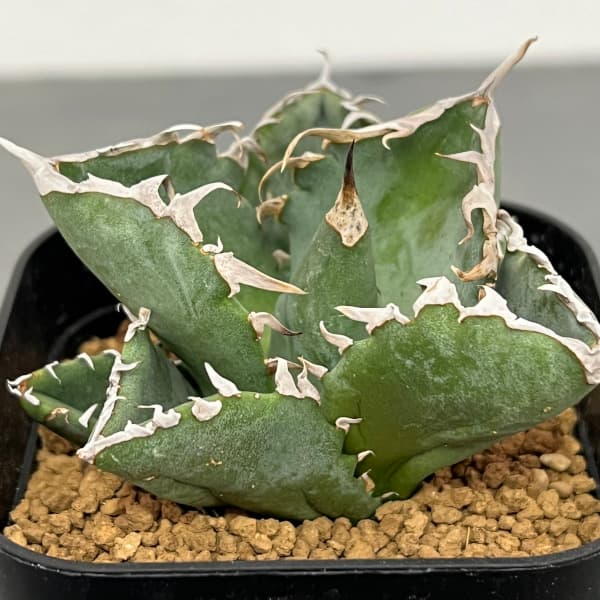 園芸ネット本店｜[ザ・ファームセレクト]アガベ：チタノタ ホウ蟹