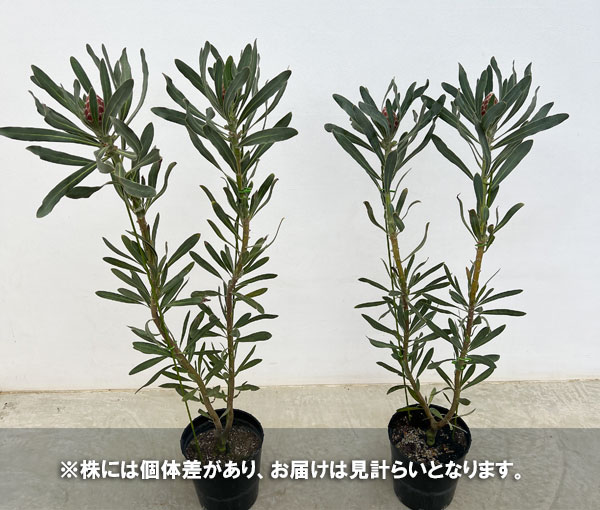 園芸ネット本店｜[ザ・ファームセレクト]プロテア：ポッサムマジック 7