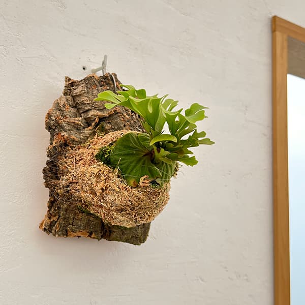 園芸ネット本店｜[ザ・ファームセレクト]ビカクシダ（コウモリラン