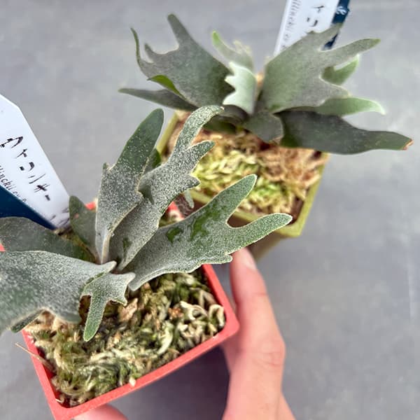 園芸ネット本店｜[ザ・ファームセレクト]ビカクシダ（コウモリラン