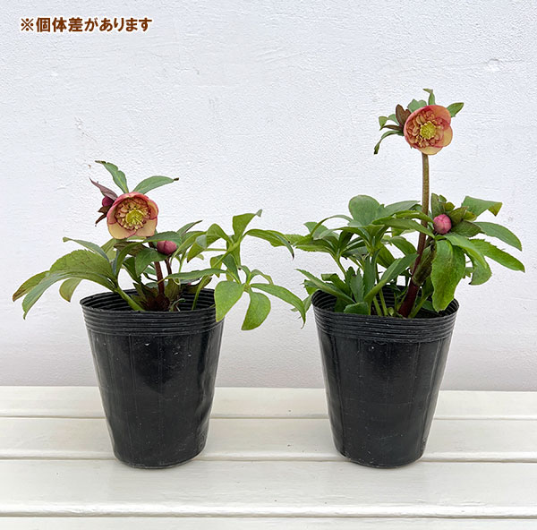 園芸ネット本店｜クリスマスローズ：*サンセットオーケストラ4.5号